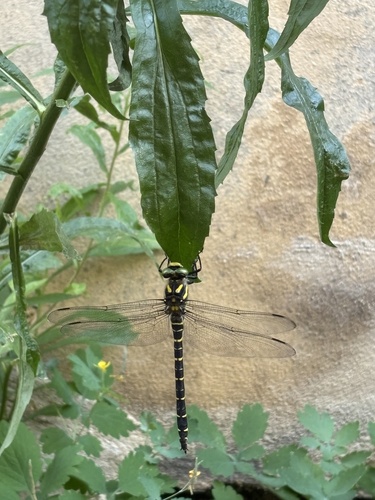Golden-ringed Dragonfly