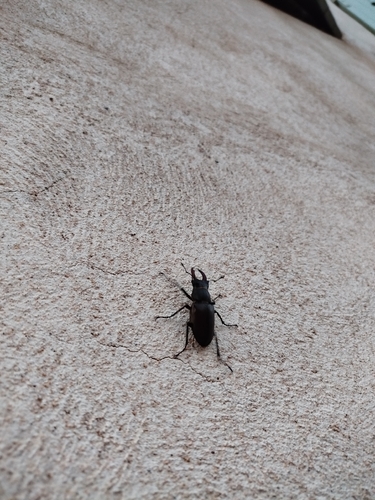 European Stag Beetle