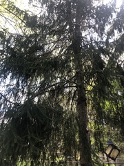 Picea abies