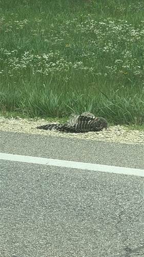 Barred Owl