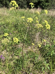Polytaenia