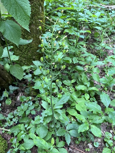 Ornithogalum arcuatum, photograph 4