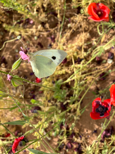 Large White