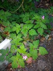 Geranium robertianum