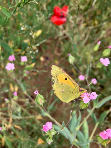 Clouded Yellow