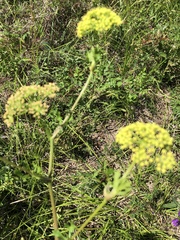 Polytaenia