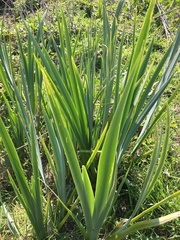 Iris pseudacorus