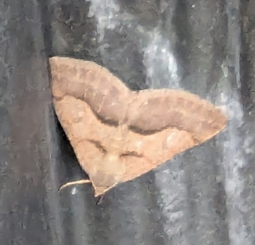 Vermilion Granite Moth photo 2