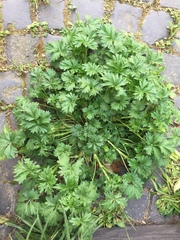 Potentilla intermedia