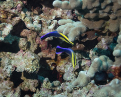 Labroides phthirophagus