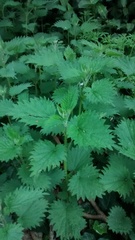 Urtica dioica