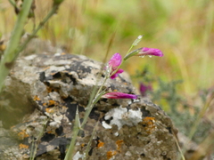 Gladiolus italicus