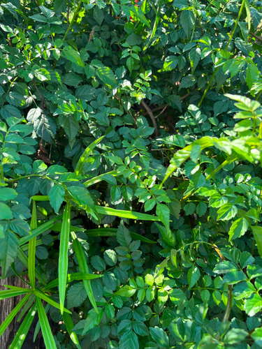 Cape Honeysuckle