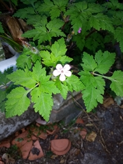 Geranium robertianum