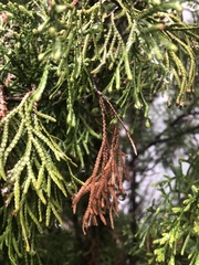 Pestalotiopsis funerea