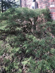 Juniperus