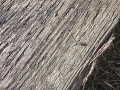 Porcellio spinicornis