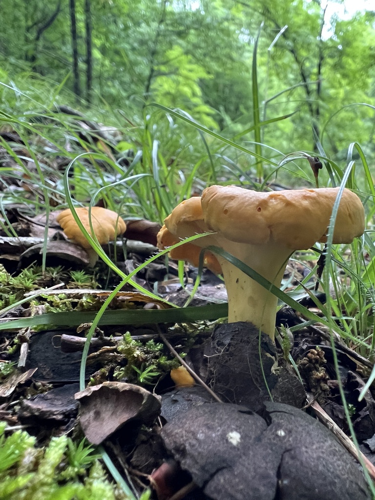 Cantharellus flavolateritius · June 2026 · photo: Photo: (c) Brian C. Hunt, some rights reserved (CC BY) · iNaturalist