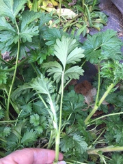 Potentilla intermedia