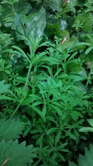 Galium aparine