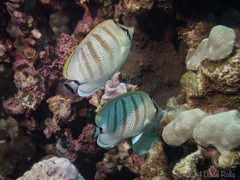Chaetodon multicinctus