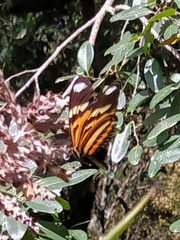 Heliconius ethilla