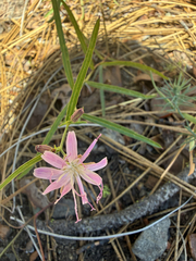 (c) Julie Wittmann, some rights reserved (CC BY-SA) Stephanomeria lactucina, photograph (c) Julie Wittmann, some rights reserved (CC BY-SA)