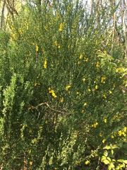 Cytisus scoparius