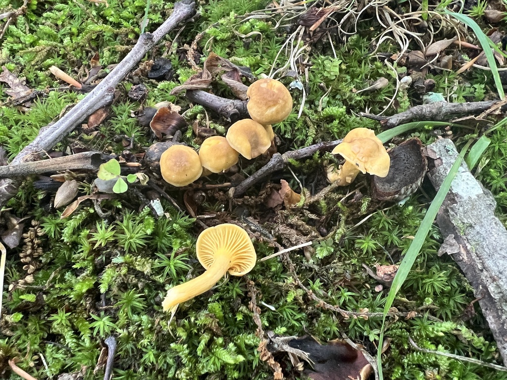 Appalachian Chanterelle
