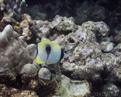 Chaetodon unimaculatus