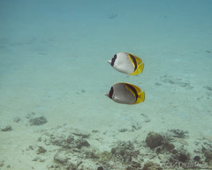 Chaetodon lineolatus