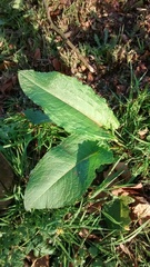 Rumex obtusifolius