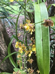 Trichocentrum lacerum