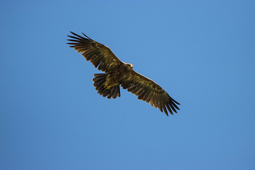 Águila pomerana (Clanga pomarina)
