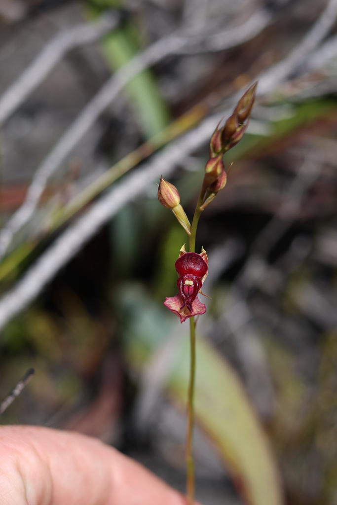 Disa newdigateae