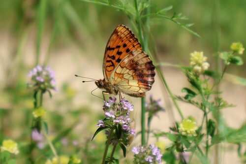 Marbled Fritillary