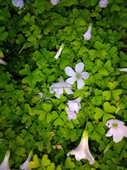Oxalis incarnata