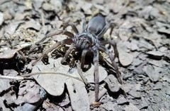 Calisoga longitarsis