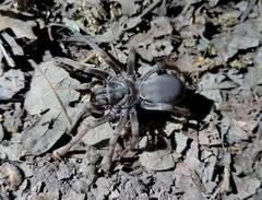 Calisoga longitarsis