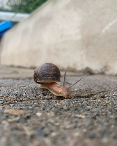 Garden Snail