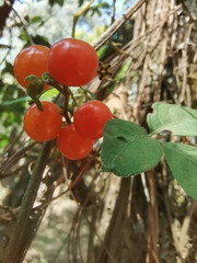 Solanum appendiculatum