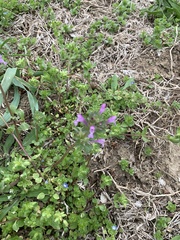Lamium amplexicaule