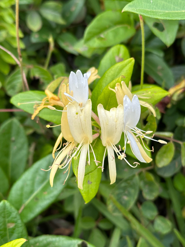 Lonicera japonica observed 2026-06-20