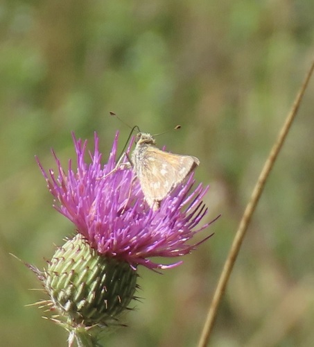 Lindsey's Skipper photo 3