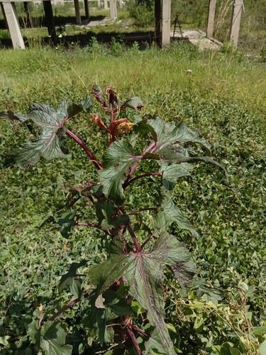 castor bean