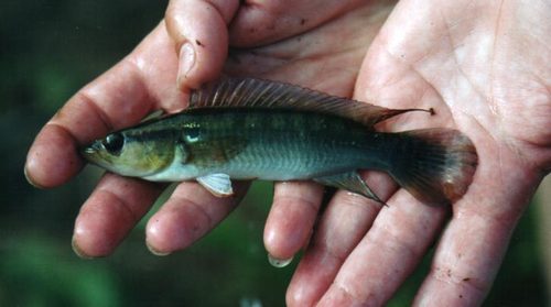 Ringtail pike cichlid (Crenicichla saxatilis) — Cichlidae — 2
