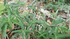 Lippia stoechadifolia