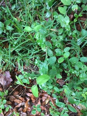 Lonicera sempervirens