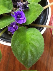 Streptocarpus ionanthus