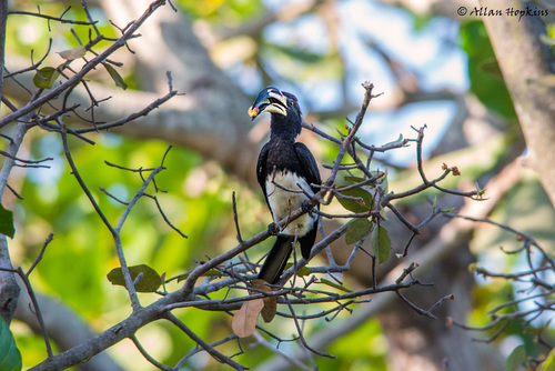 Congo Pied Hornbill
